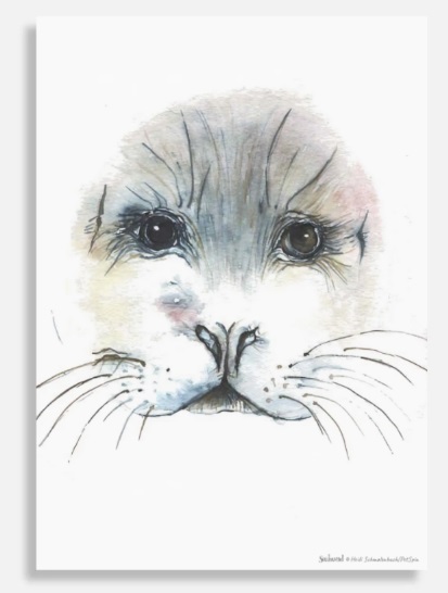 Poster Seehund